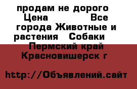 продам не дорого › Цена ­ 10 000 - Все города Животные и растения » Собаки   . Пермский край,Красновишерск г.